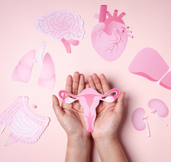 woman's hands holding paper cut-out of a uterus surrounded by paper cut outs of major organs